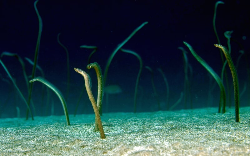 Gorgasia_barnesi_(Garden_eels)