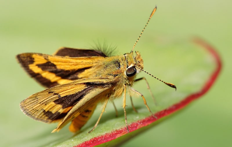 Green_Grass-Dart
