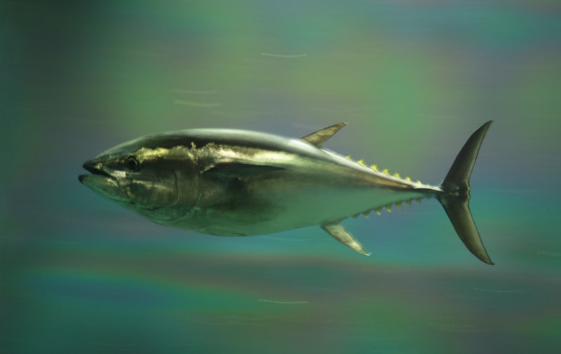 Pacific_bluefin_tuna-2