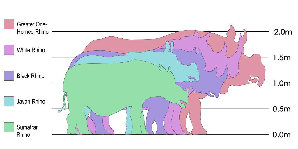 Rhinosizes1