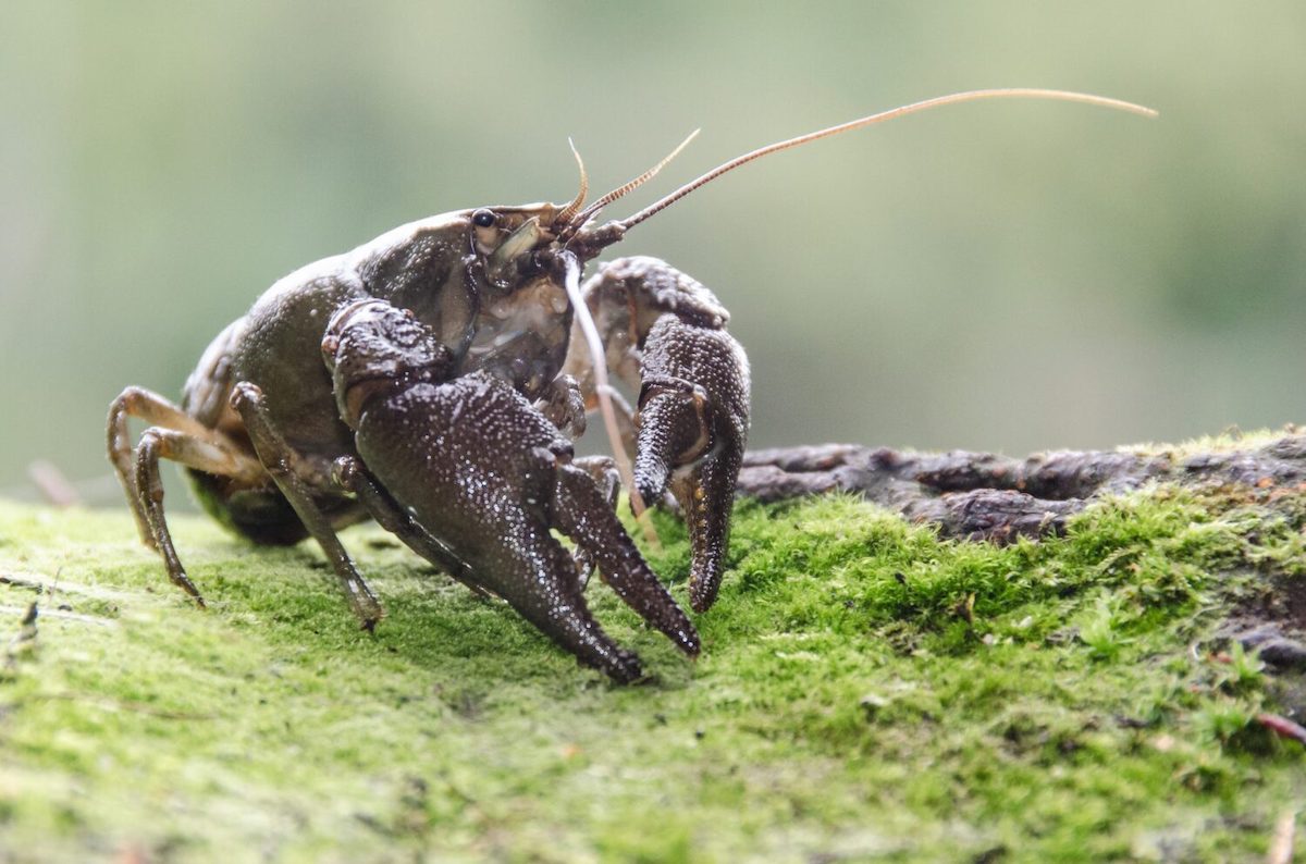 White-clawed crayfish