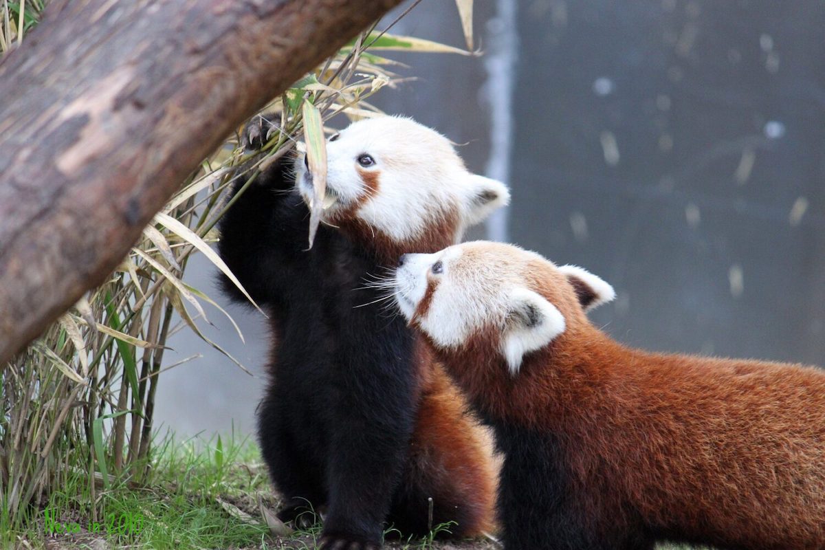 Red panda twins