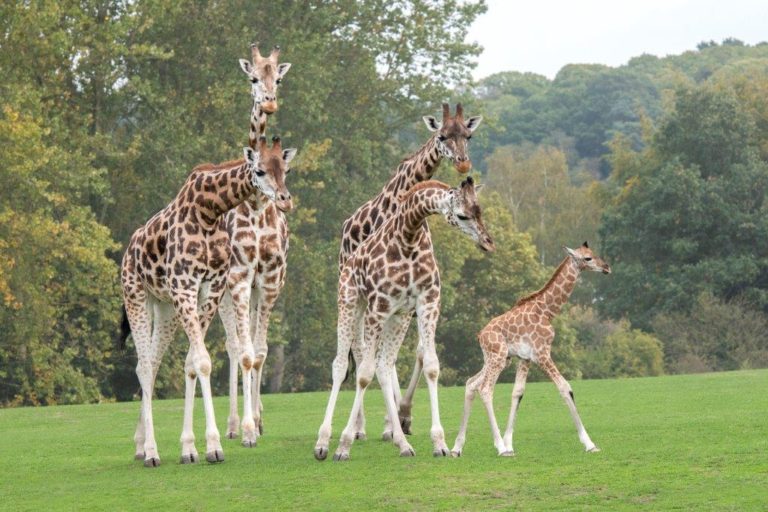 Leggy New Arrival For West Midland Safari Discover Animals