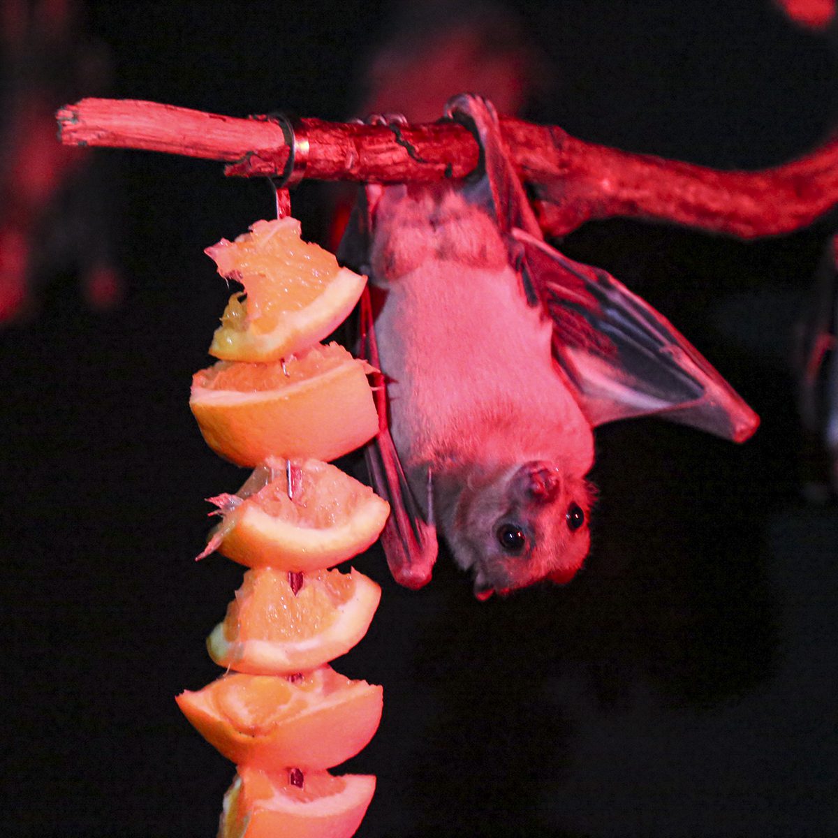 Where to discover animals this February half term | Discover Animals