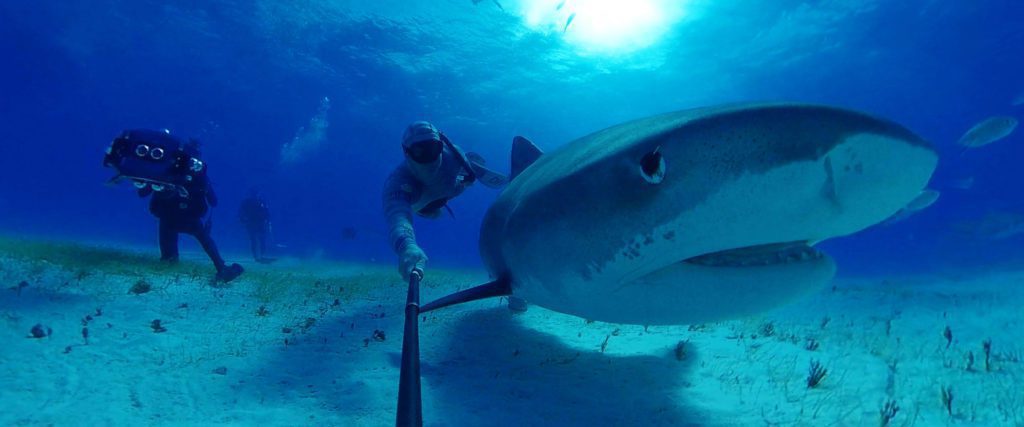 WIN a Let's Explore VR Oceans Mega Pack with Discover Animals