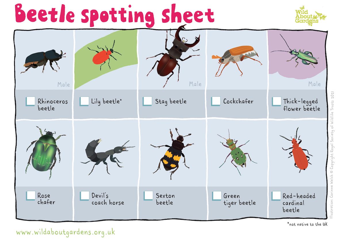 Pet Beetle Guide How To Find And Take Care OUCEBE