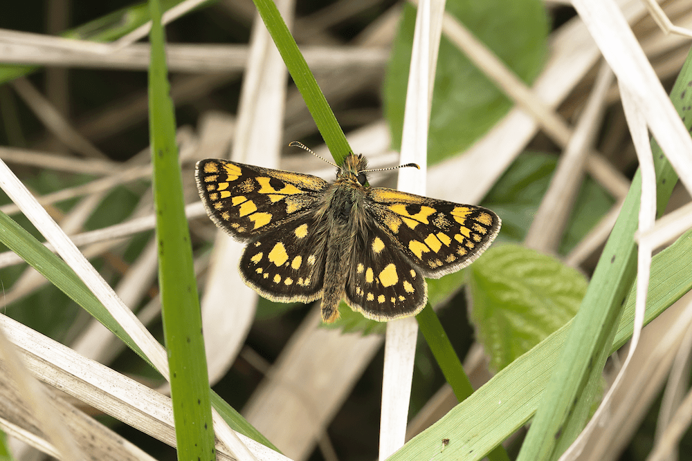 Chequered Skipper male butterfly2021, Dave James
