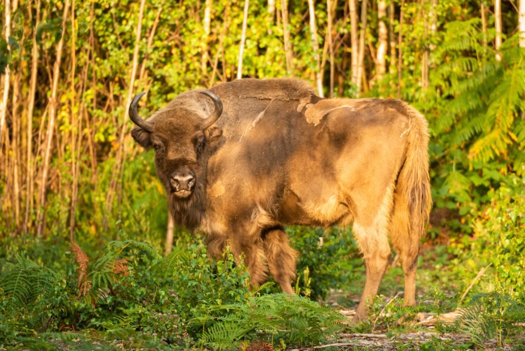 One of the European bison reintroduced into West Blean and Thorden Woods to help the climate crisis