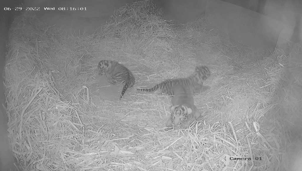The Critically Endangered Sumatran tiger cubs in their nest at ZSL London Zoo