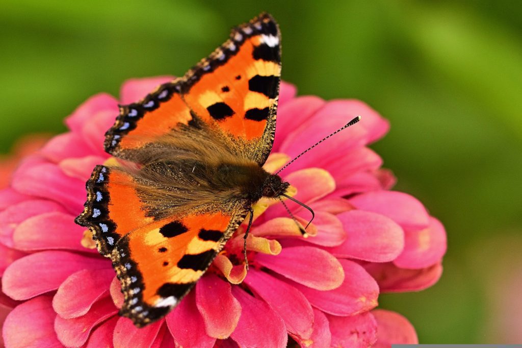 A Small Tortoiseshell butterfly, which the Big Butterfly Count has revealed a decline in