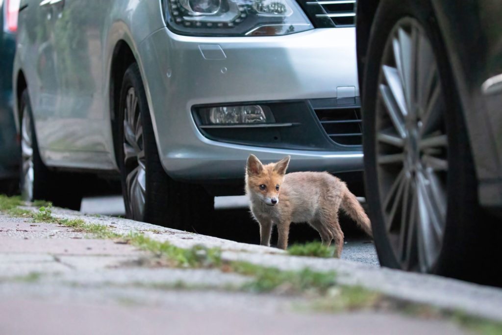 A fox cub on an urban street, one of the species that will be helped by PTES' surveys this summer