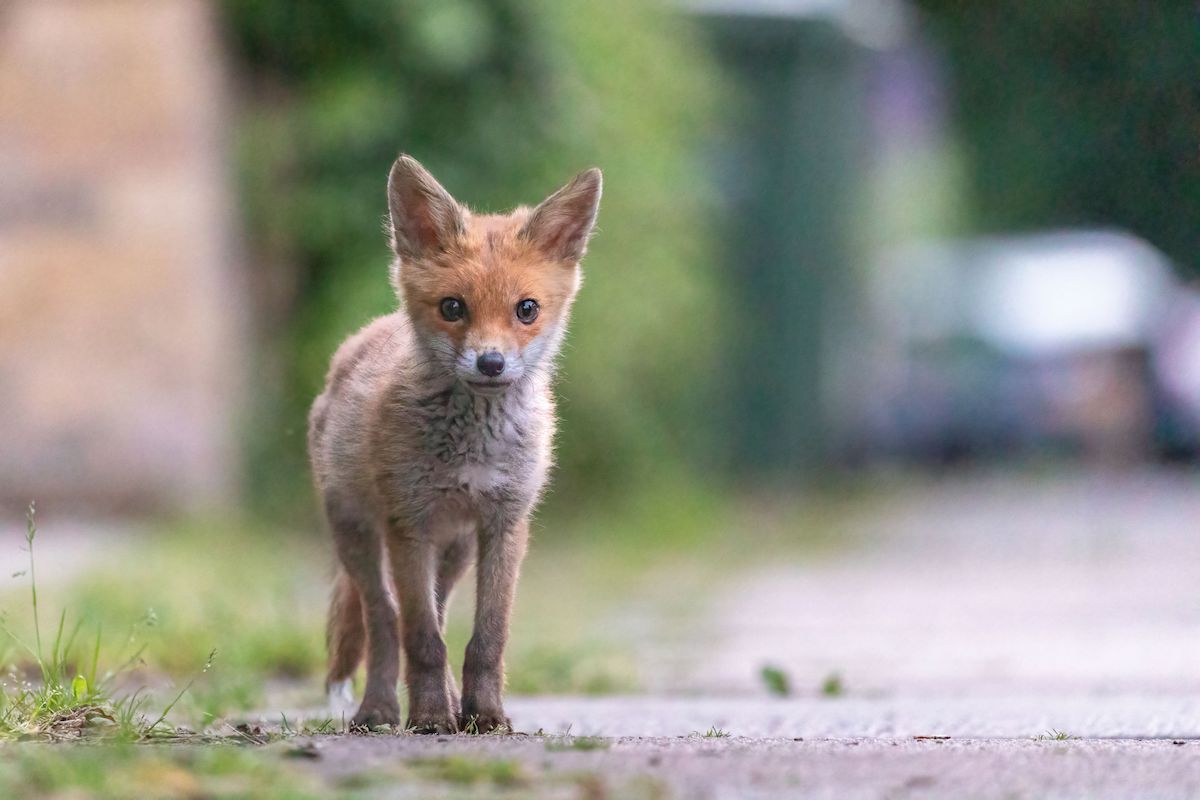 A fox cub on an urban street, one of the species that will be helped by PTES' surveys this summer