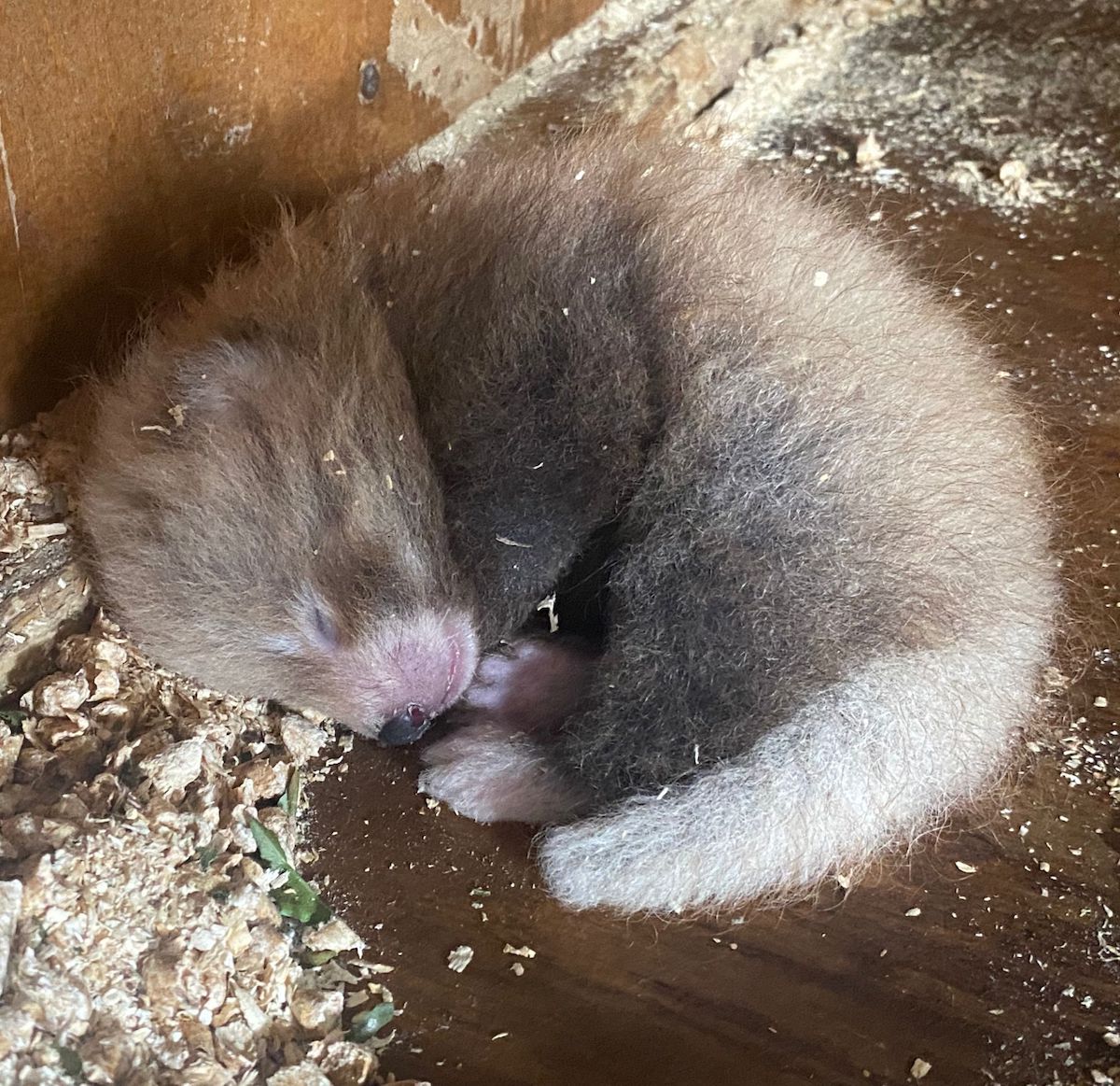 The miracle red panda cub born at Paradise Wildlife Park in July 2022