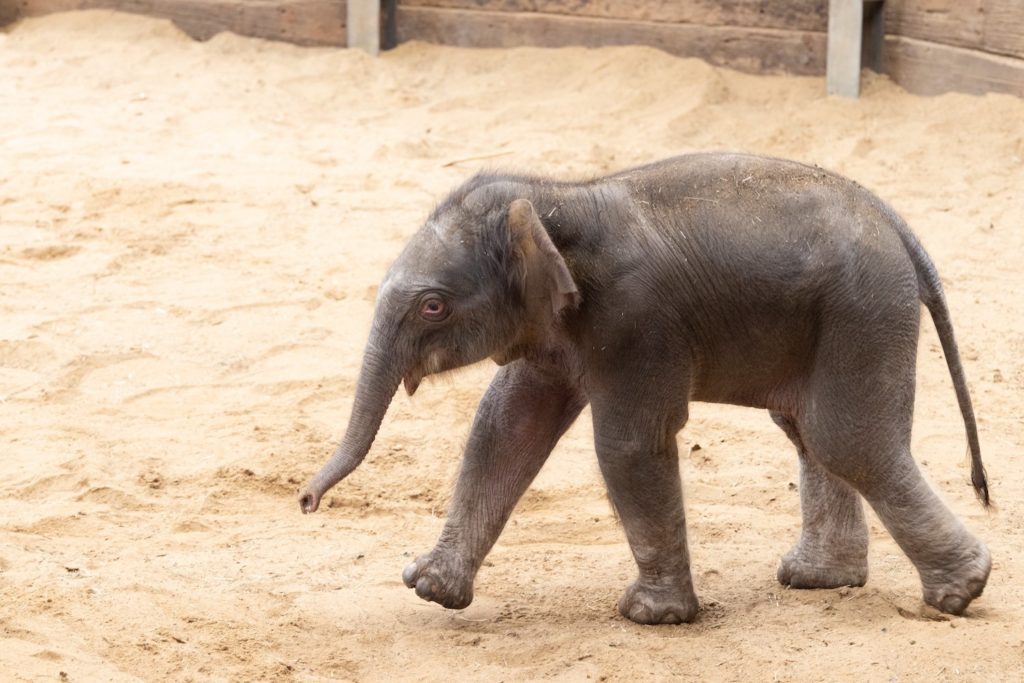 The new endangered Asian elephant calf born at ZSL Whipsnade Zoo