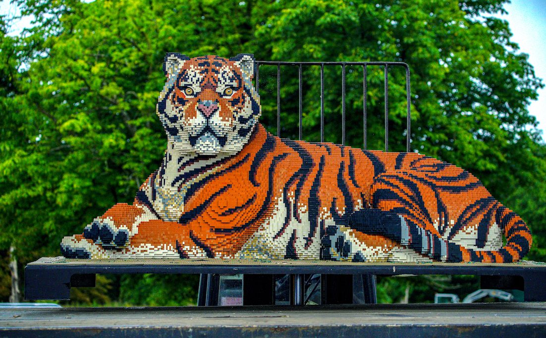 Bryn the brick Bengal tiger at Knowsley Safari Park