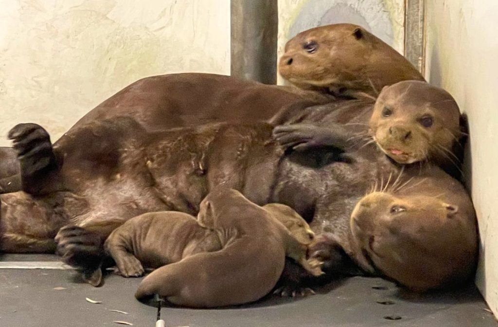 The otter triplets with their parents at Yorkshire Wildlife Park