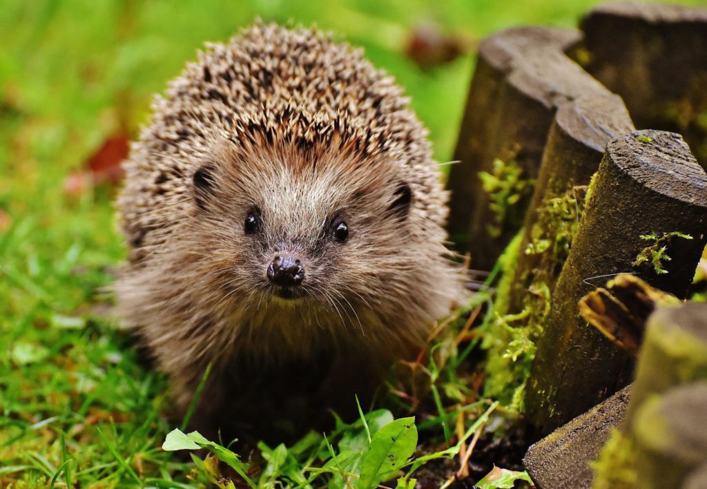 A hedgehog on grass, one of the species that will be helped by PTES' surveys this summer