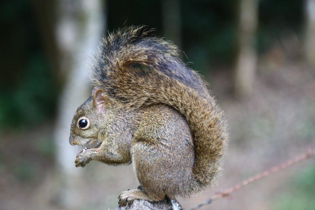 A grey squirrel perched on a fence, one of the species that will be helped by PTES' surveys this summer