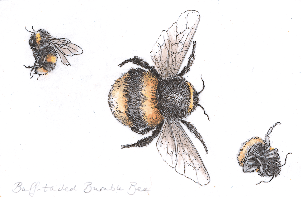 A drawing of a buff tailed bumblebee from Anna Koska's book from Coast & Cove