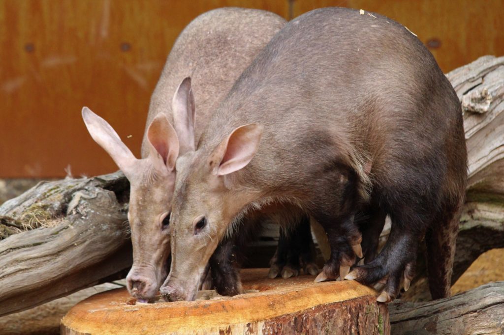 The first two aardvarks to live at ZSL Whipsnade Zoo