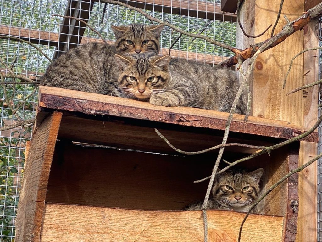 Some of the wildcat kittens that are part of the Saving Wildcats programme