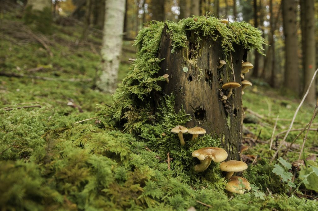 White fungi grows from a tree trunk in a forest, another autumn wildlife spectacle