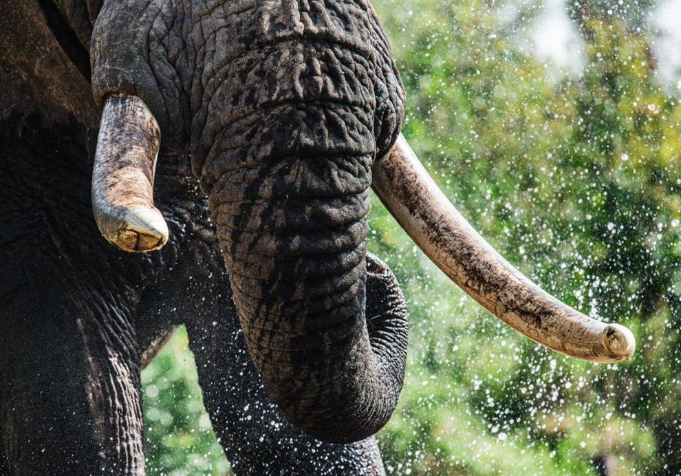 An elephant enjoying a good drink at a waterhole in the Chyulu hills in Kenya in a photo that forms part of a new wildlife exhibition in London
