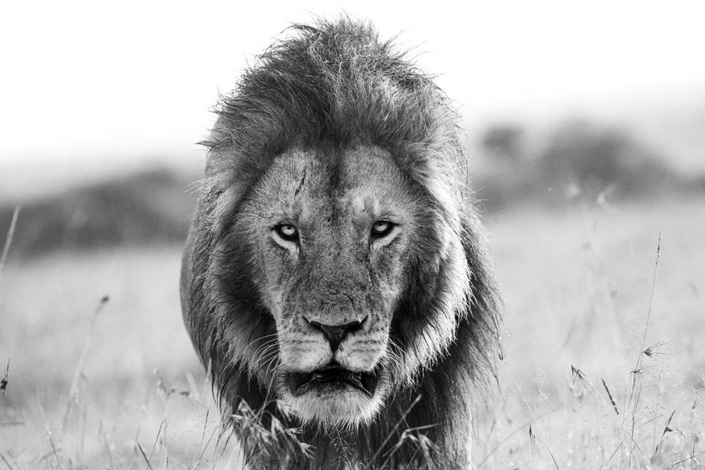 Kiongozi the lion in a photo that forms part of a new wildlife exhibition in London