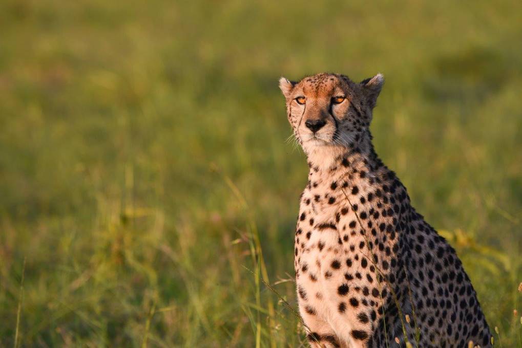 A cheetah surveys the landscape in a photo that is part of a new wildlife photography exhibition in London