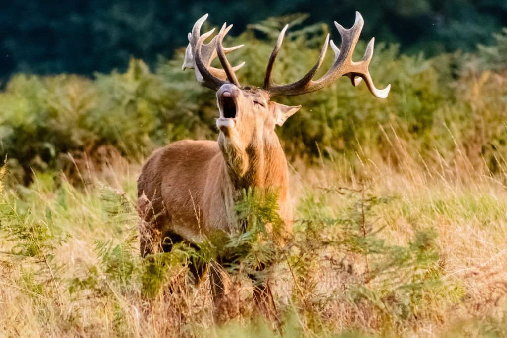 A stag bellows as part of the autumn wildlife spectacle known as the rut