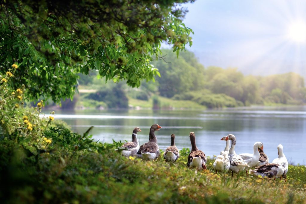 Wildfowl and wading birds are another autumn wildlife spectacle