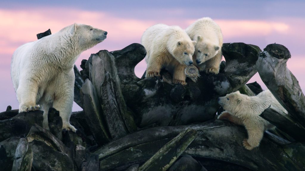 Polar bears cling to rocks in an image from Book on the Bird Table Remembering Bears