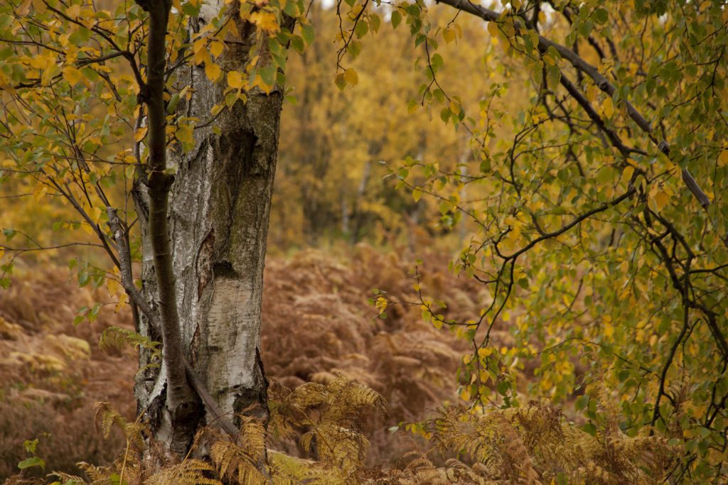 Autumn colours like those in Greno Woods, Sheffield can be enjoyed on the Big Wild Walk