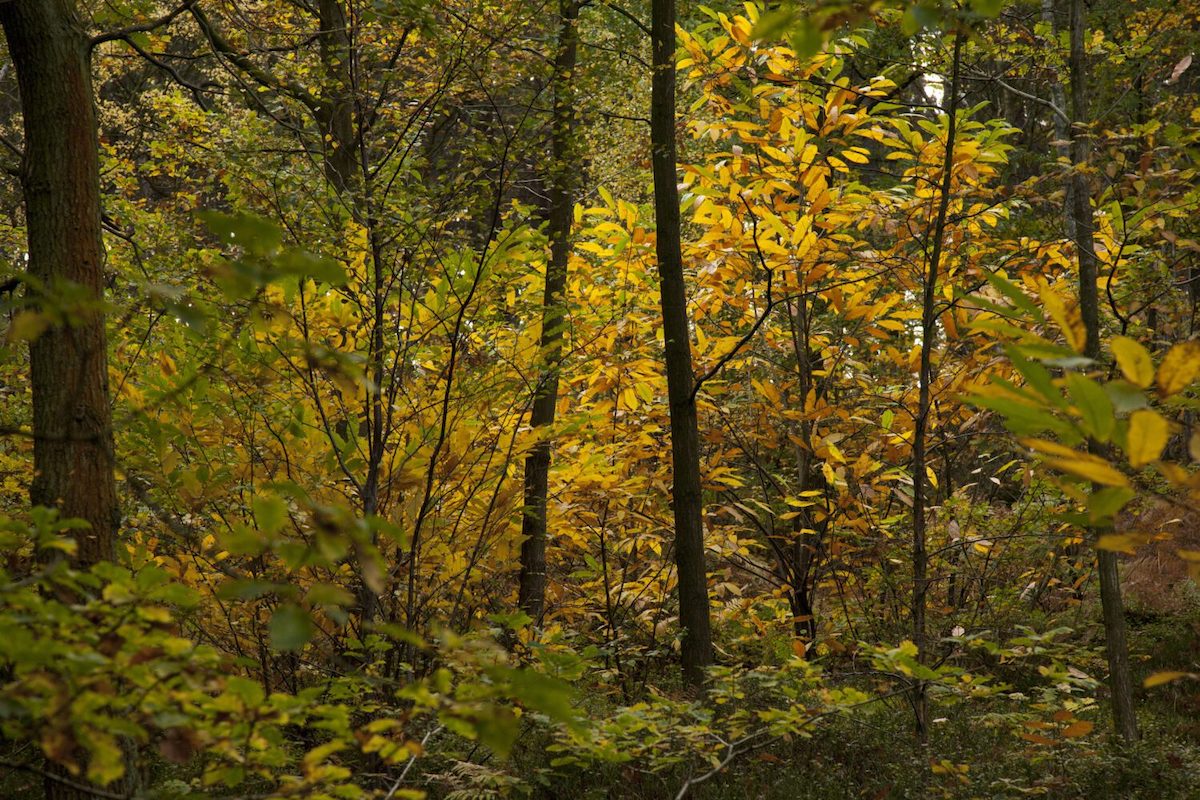 Autumn colours like those in Greno Woods, Sheffield can be enjoyed on the Big Wild Walk