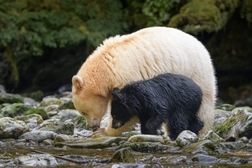 Two bears hunt for fish in an image from Book on the Bird Table Remembering Bears