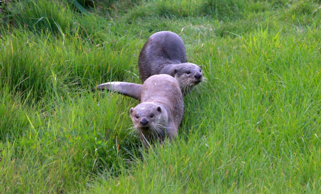 Smooth coat otters Lukha and Annie who have found love at Yorkshire Wildlife Park walk through grass