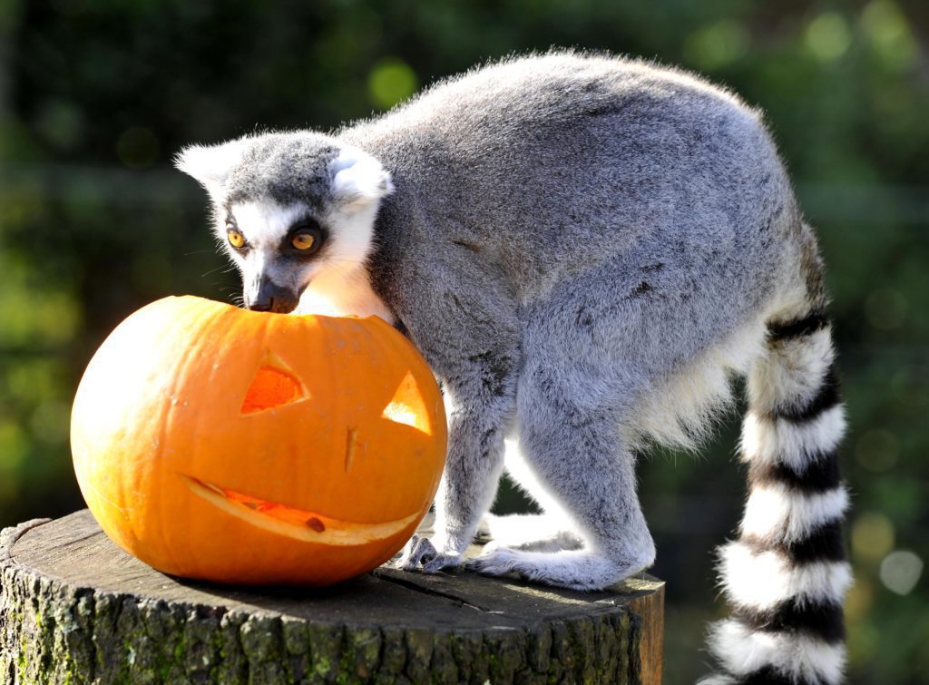 A ring tailed lemur explores a pumpkin at Whipsnade Zoo's Boo at the Zoo event