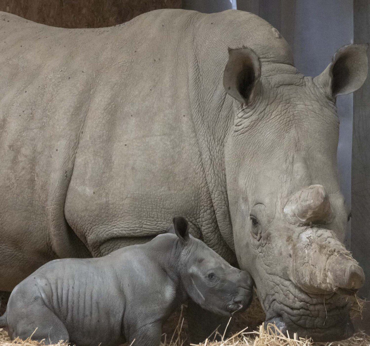 Surprise rare southern white rhino birth at Knowsley