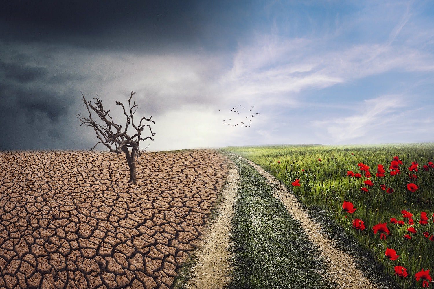 What has nature got to do with COP27 and why does it matter