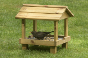 A common blackbird (Turdus merula) adult female feeding on table mix seed at a RSPB roofed ground table