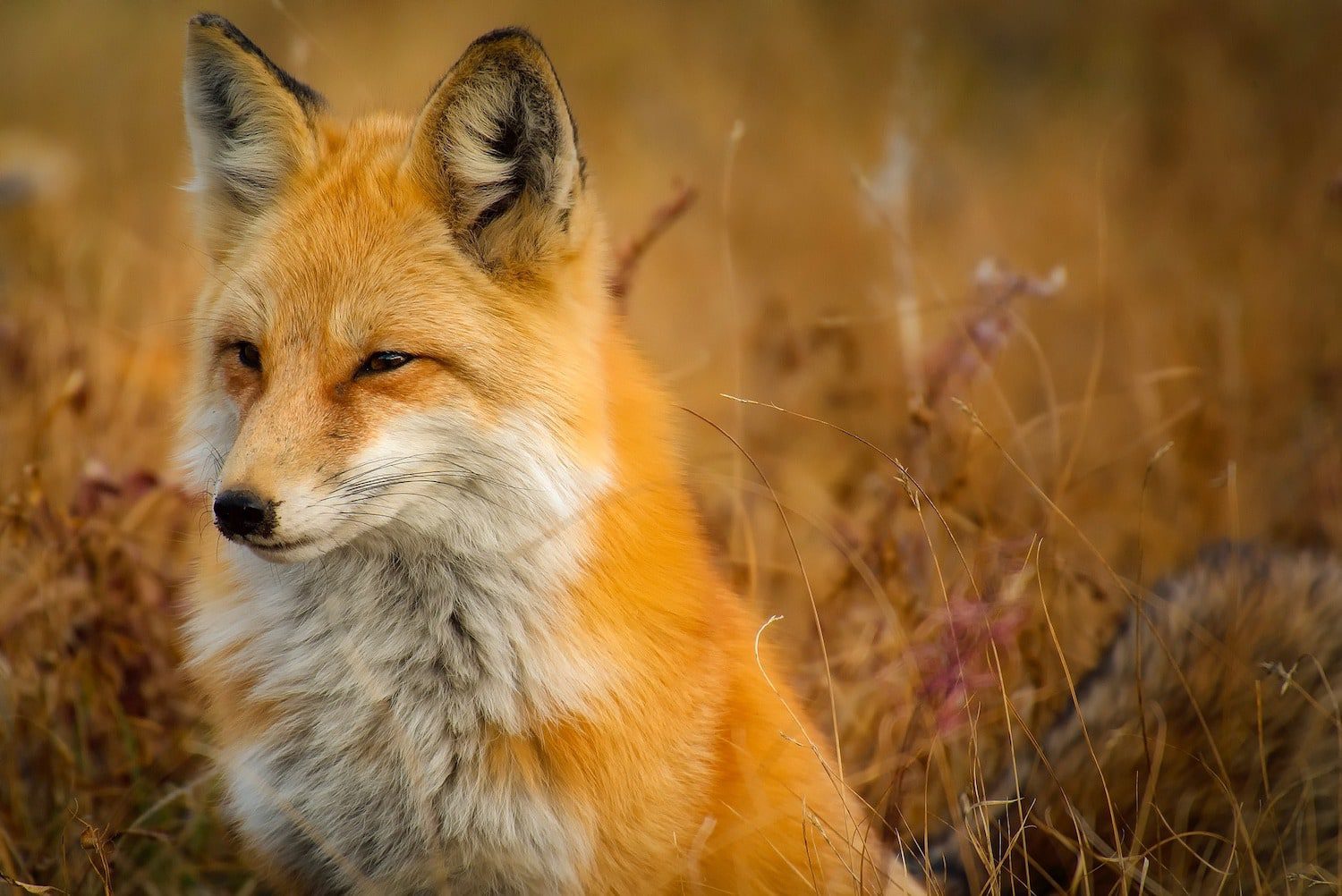 Retained EU Law Bill must be stopped say four nations nature charities