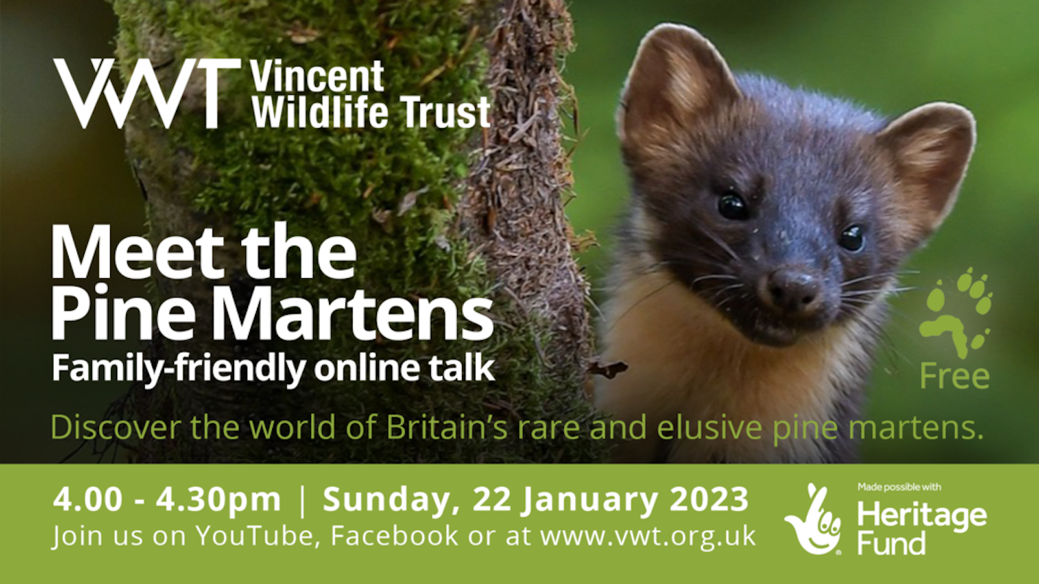 The poster for the 'Meet the Pine Martens' talk - the talk will teach about the pine marten