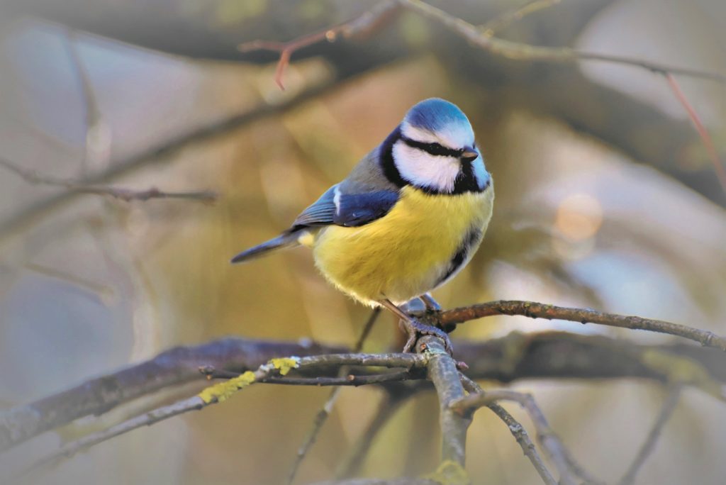The blue tit was second in the most-spotted birds list from the RSPB's Big Garden Birdwatch 2022 figures