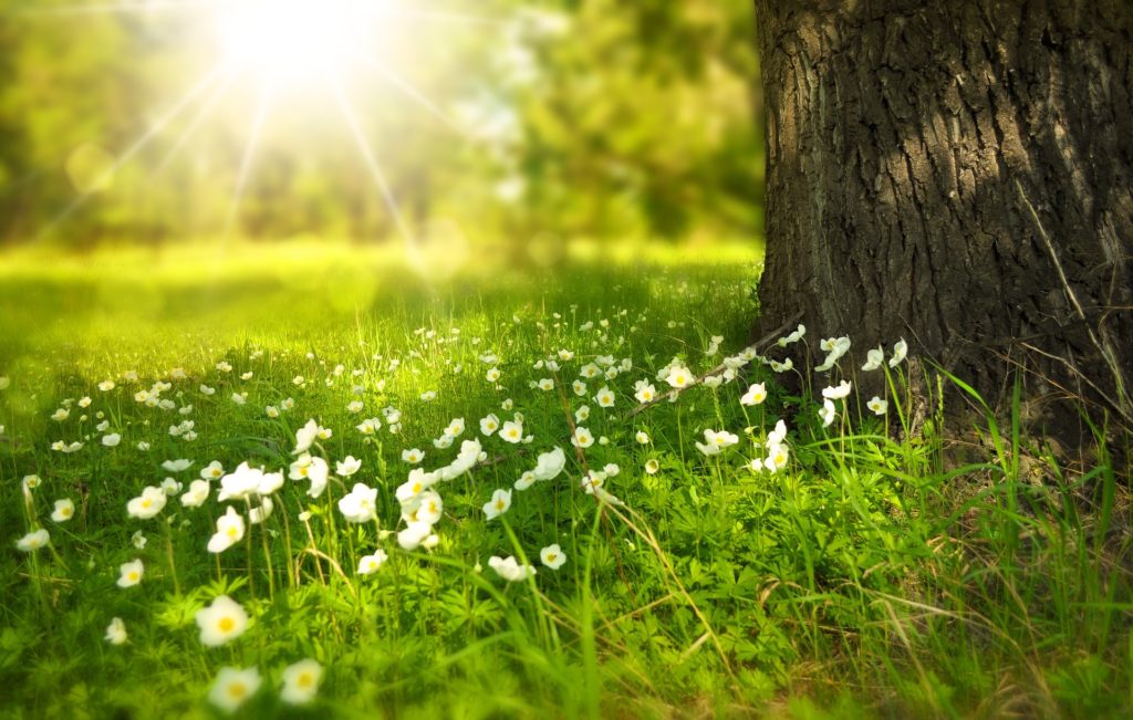 Wildlife meadows will be threatened by the Retained EU Law Bill