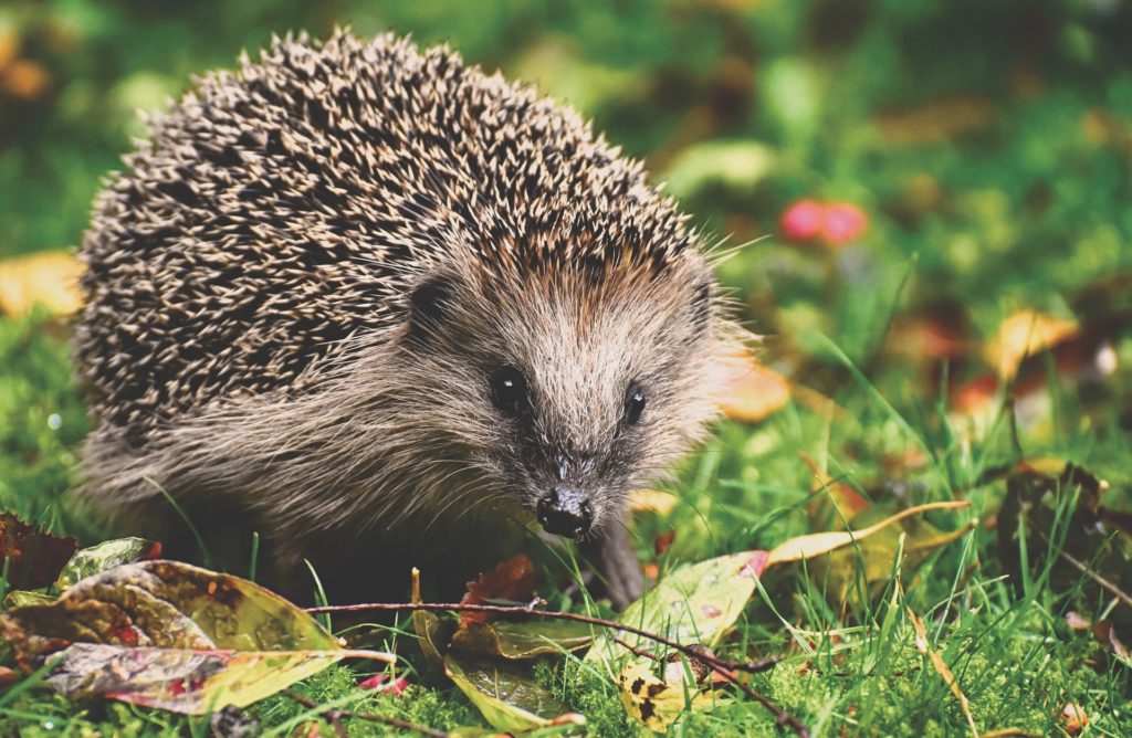 A hedgehog, the populations of which are already declining, won't be helped by the Retained EU Law Bill