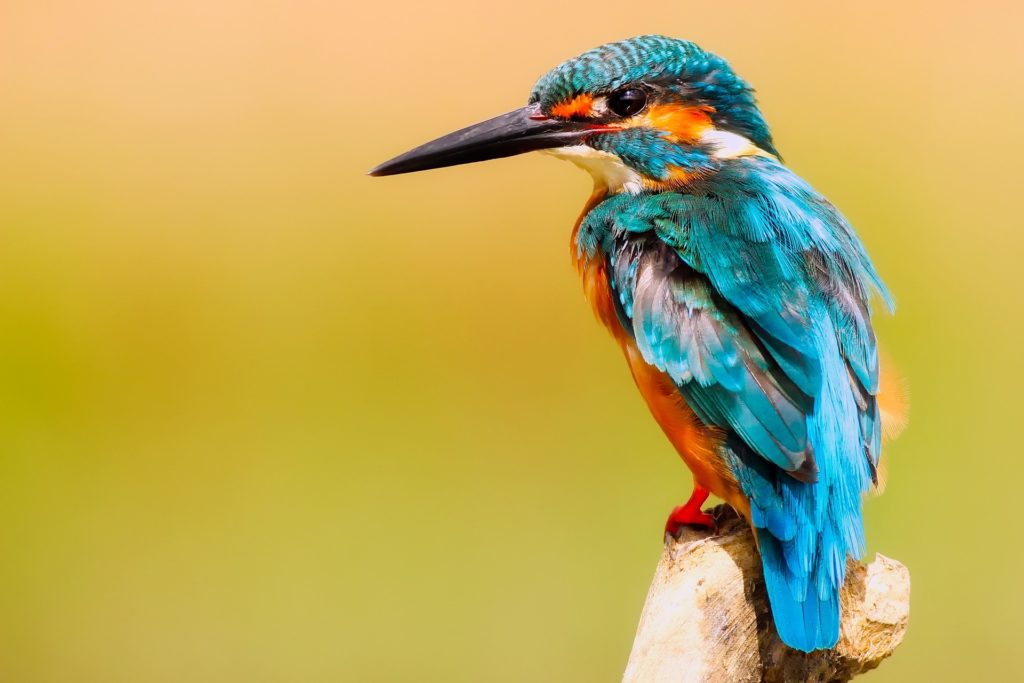 The kingfisher may lose environmental protection as a result of the Retained EU Law Bill