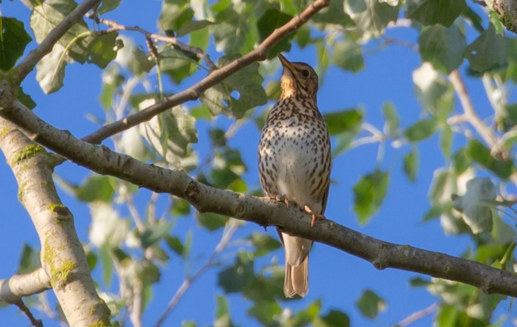 Song thrush numbers have declined by 81% since 1979 according to the RSPB's Big Garden Birdwatch figures