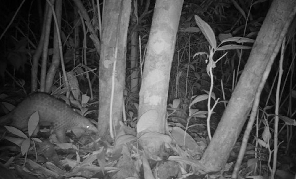 Celebrate World Pangolin Day with good news for the species