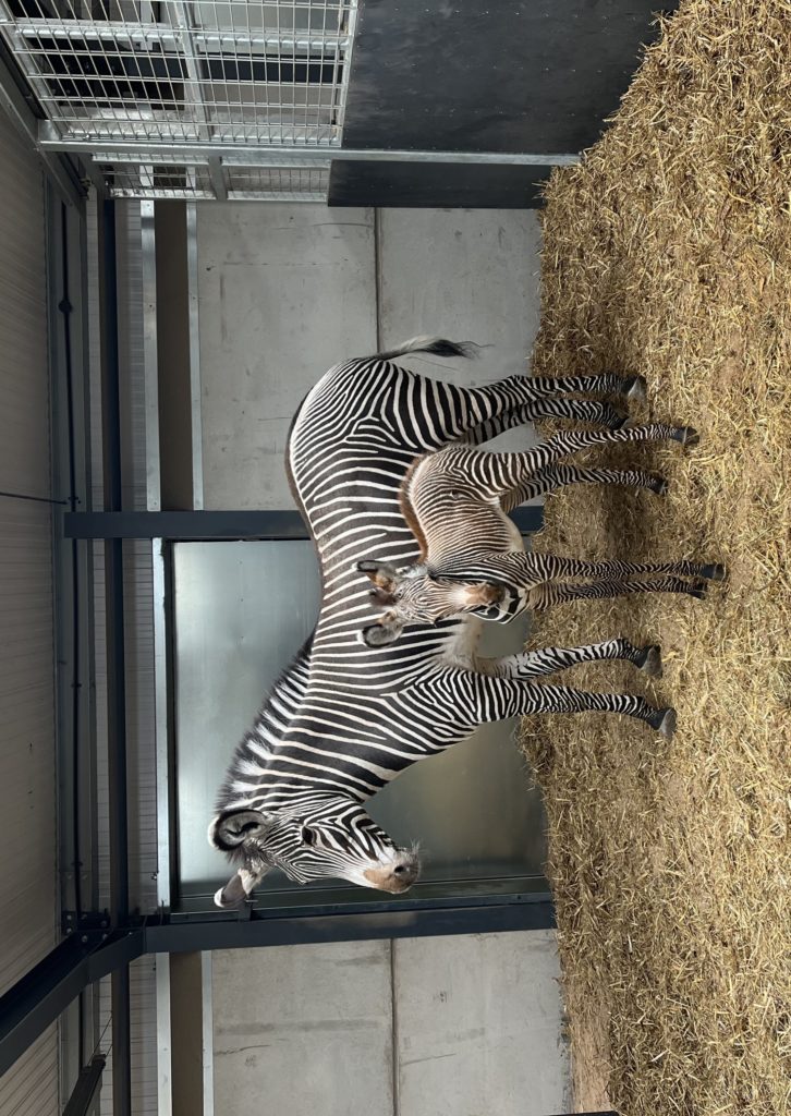 The baby Grevy's zebra with mum Akuna