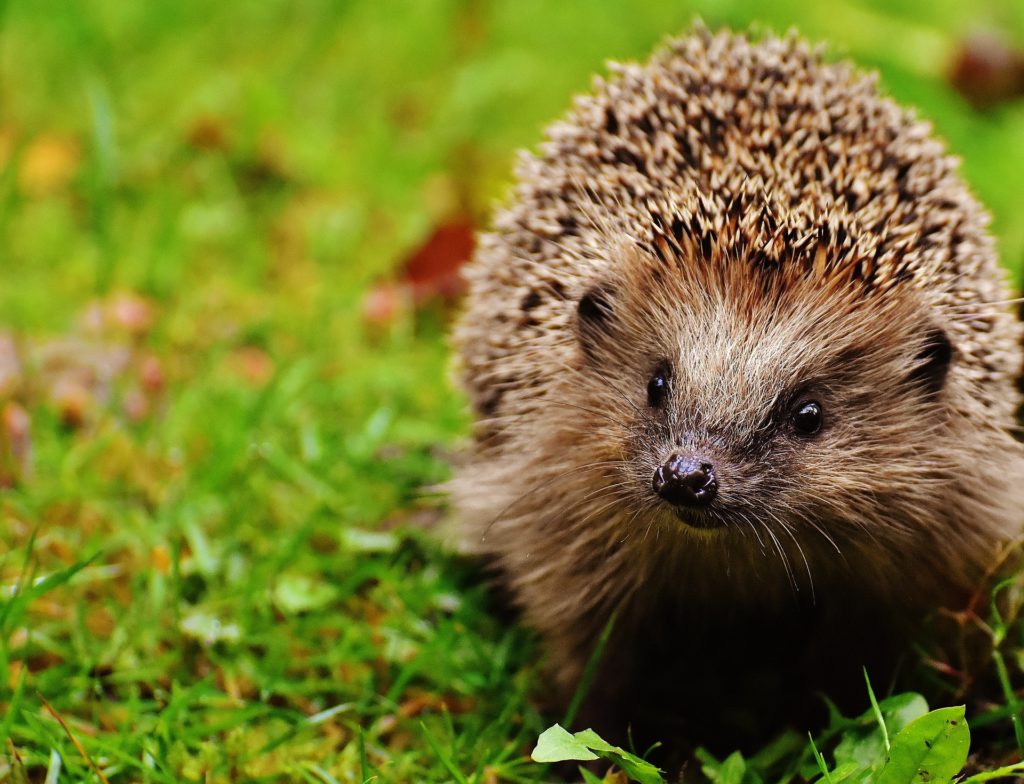 A hedgehog on grass; the oldest known has been found in Denmark